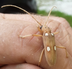 Eburia quadrigeminata