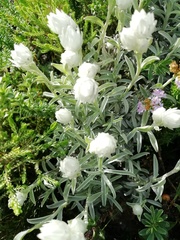 Achyranthemum argenteum