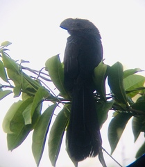 Crotophaga ani