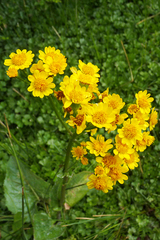 Senecio fistulosus
