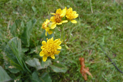 Senecio fistulosus