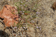 Polygonum spergulariiforme