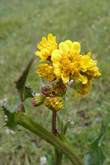Senecio fistulosus