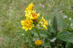 Senecio fistulosus