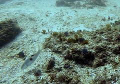 Parupeneus pleurostigma