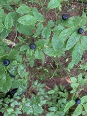 Vaccinium alaskaense