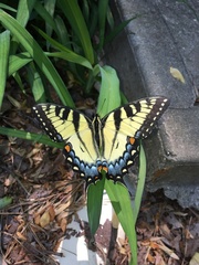 Papilio glaucus