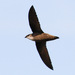 Chimney Swift - Photo (c) Greg Lasley, some rights reserved (CC BY-NC)