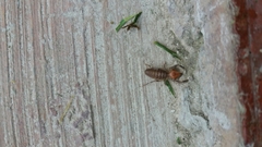 Ammotrechidae