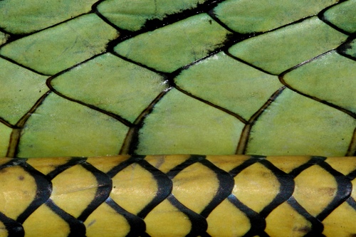 Jameson’s (Green) Mamba, Dendroaspis jamesoni