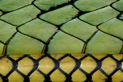 Dendroaspis jamesoni image