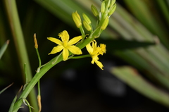 Bulbine vagans