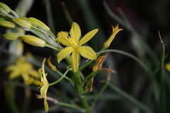 Bulbine vagans
