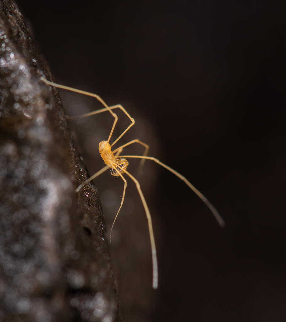Travunioidea