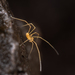 Cladonychiid Harvestmen - Photo (c) Marshal Hedin, some rights reserved (CC BY-NC-SA), uploaded by Marshal Hedin