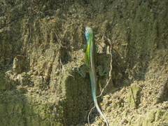 Cnemidophorus gaigei