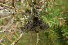 Leptogium denticulatum