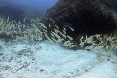 Mulloidichthys vanicolensis