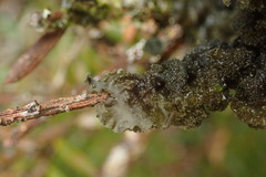 Leptogium denticulatum