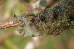 Leptogium denticulatum