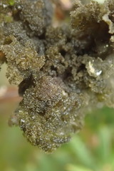 Leptogium denticulatum