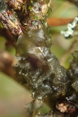 Leptogium denticulatum