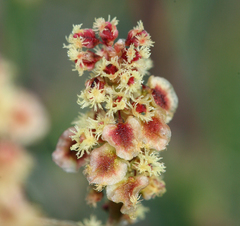 Rumex paucifolius
