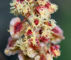 Rumex paucifolius