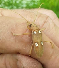 Eburia quadrigeminata