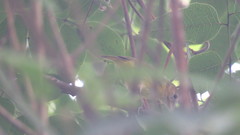 Pachysylvia aurantiifrons