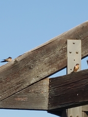 Hirundo rustica