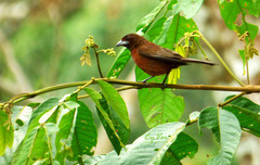 Ramphocelus carbo