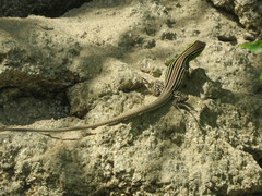 Cnemidophorus gaigei