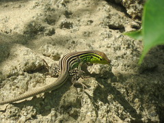 Cnemidophorus gaigei