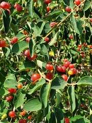 Lonicera