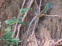 Cnemidophorus gaigei