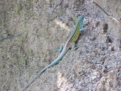Cnemidophorus gaigei