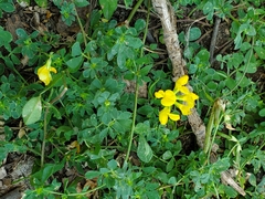 Lotus corniculatus