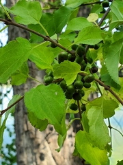 Magnoliopsida