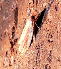 Peoria approximella