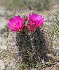 Sclerocactus polyancistrus