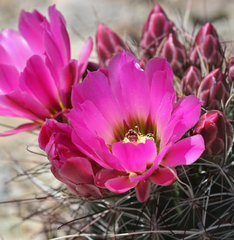 Sclerocactus polyancistrus