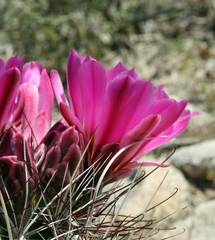 Sclerocactus polyancistrus