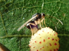 Synergini