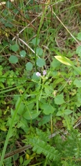 Stachys hyssopifolia
