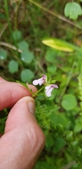 Stachys hyssopifolia