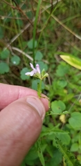Stachys hyssopifolia