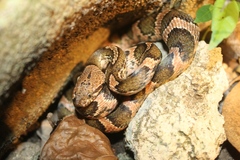 Leptodeira frenata