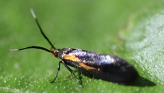 Mathildana newmanella