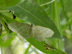 Scopula immorata